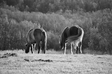 majestic horses grazing on autumn field at sunset