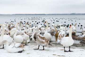 Whooper swans swimming in the lake. Winter time