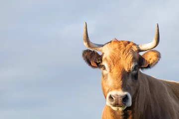 Rolgordijnen bruine gehoornde koe torso geïsoleerd met hemelachtergrond. geconfronteerd met camera, ruimte voor kopiëren en tekst. © Berto