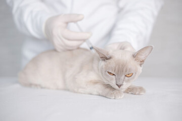 veterinary giving the vaccine to the Burmese cat.