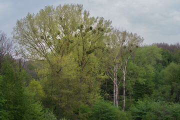 Thickets of trees of different types. Various colors of foliage.