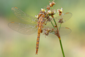 Orthetrum coerulescens, libellula abbastanza comune