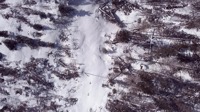 4K drone aerial view vaia disaster south tyrol nature strength climate change concept drone view  in the wilderness from above global warming