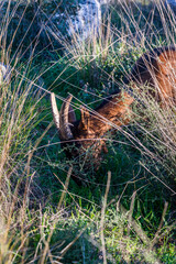 Goat in long grass, Island of Iz, Zadar archipelago, Dalmatia, Croatia