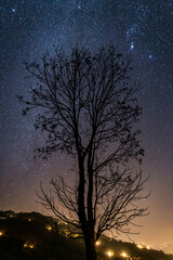 Tree silhouette at night