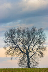 Fototapeta na wymiar albero spoglio contro il colorato cielo invernale