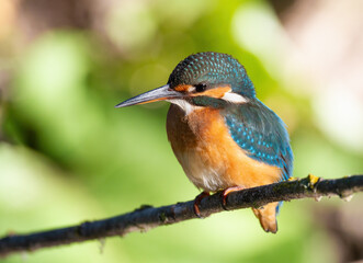 Сommon kingfisher, Alcedo atthis. The bird sits on an old dry branch above the river, beautiful green background