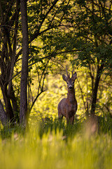 a deer in the forest looking at the camera in spring season. wild creature capreolus capreolus. goat in freedom during summer © badescu