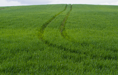 Obraz premium The road through a green field on crumpled young wheat.