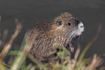 nutria