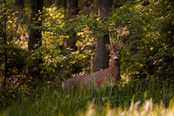 Naklejka na ściany i meble a deer in the forest looking at the camera in spring season. wild creature capreolus capreolus. goat in freedom during summer