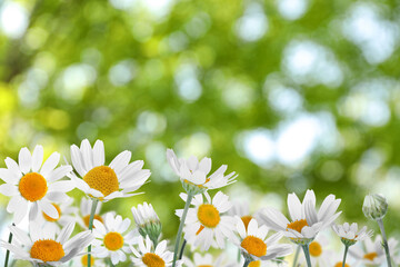 Obraz na płótnie Canvas Beautiful chamomile flowers outdoors on sunny day. Springtime