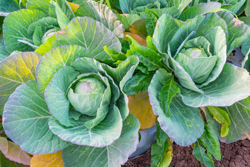 Fresh organic food concept - young cabbage in the vegetable garden. Close-up