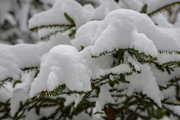 snow covered branches of tree