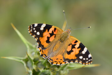 nature bodıes