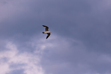 seagull flying in the sky with clouds. Laridae wild bird living in freedom