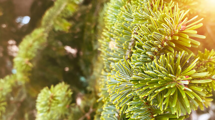 Close up of Fir tree branch. Christmas banner. Sunlight effect.