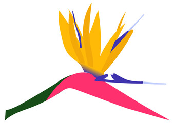 Oiseau de paradis aussi appelé Strelitzia