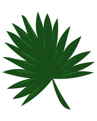 Feuille de palmier chanvre