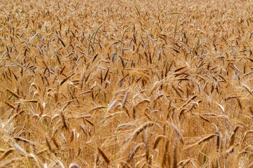 golden wheat field 