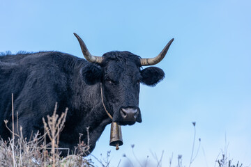 Black cow in field with very large pitons and cowbell in the neck.
