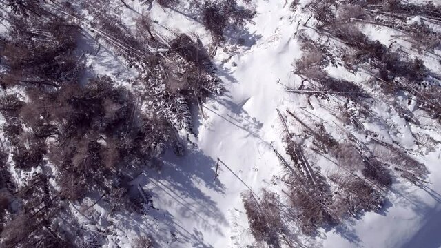 4K drone aerial view vaia disaster south tyrol nature strength climate change concept drone view  in the wilderness from above global warming