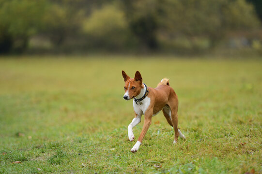 Basenji Kongo Terrier Dog