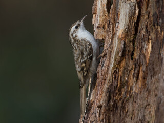 Eurasian Treecreeper on a tree