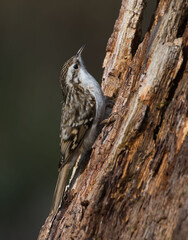 Eurasian Treecreeper on a tree