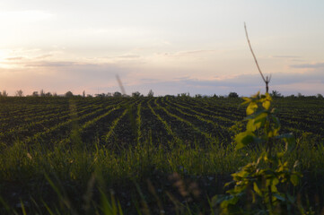 vineyard at sunset