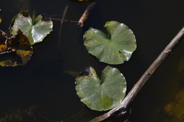leaves in water