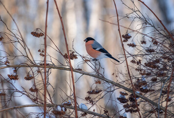 bullfinch birds sit on a branch in the winter forest
