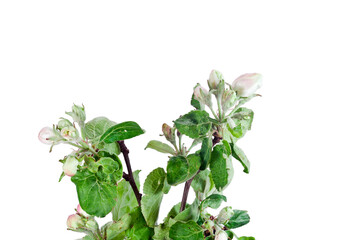 Apple tree branch with flower buds isolated on a white background.