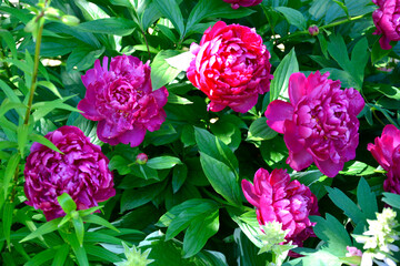 Red peony. Peony flowers are red. Blooming rose bush. Large peony flowers. Beautiful flowering shrubs in the garden. White buds with lush petals.