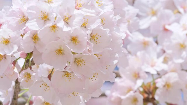 風に揺れる桜の花のクローズアップ