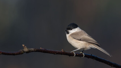 Marsh Tit sitting on a stick	