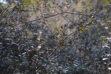 spring in the forest