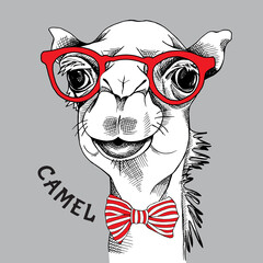 Camel portrait in a red glasses with tie. Vector illustration.