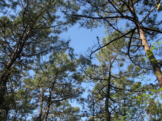 Pins sous le ciel bleu (forêt de Sauveterre, Les Sables-d'Olonne, Vendée)