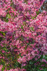Beautiful spring bloom of pink sakura. Bright cherry blossoms and delicate greens in the background. Young cherry tree in a city park. Spring holiday card.