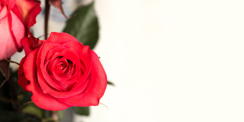 Flower frame, banner. Delicate card with pink roses on a white background. Space for text
