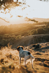 Dog in the countryside