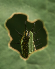 Caterpillar eating a green leaf