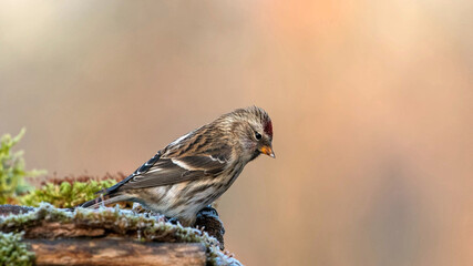 Acanthis flammea cabaret. Male Common Redpoll.