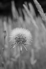 Dandelion in a field with blurred green grass  in background