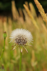 Dandelion in a field with blurred green grass  in background