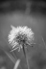 Dandelion in a field with blurred green grass  in background