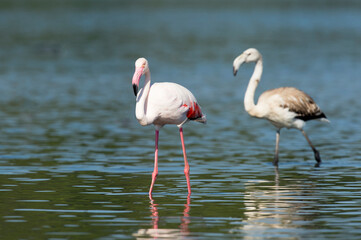 Flamingos no rio Tejo, Portugal