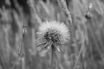 Dandelion in a field with blurred green grass  in background