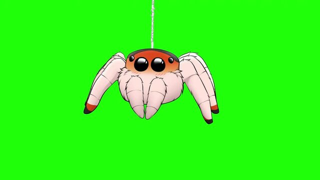 Cute 2D animation of jumping spider on green chroma key background